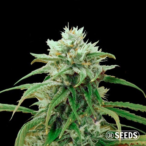 View Amnesia Fast CBD