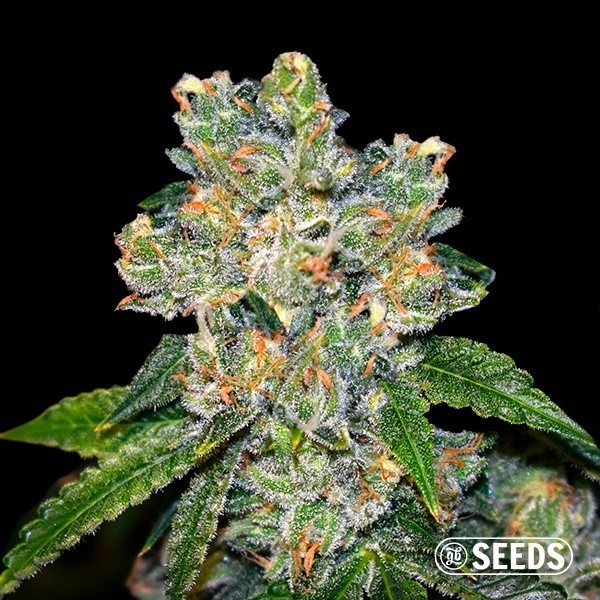 View Amnesia CBD 100% Feminizada