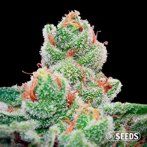 View Blueberry Cheesecake Fast 100% feminizado