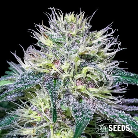 Original Amnesia Fast 100% feminizado