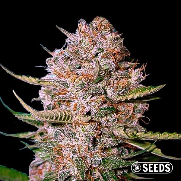 View Critical CBD 100% feminizado