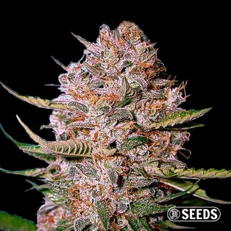 Critical CBD 100% feminizado