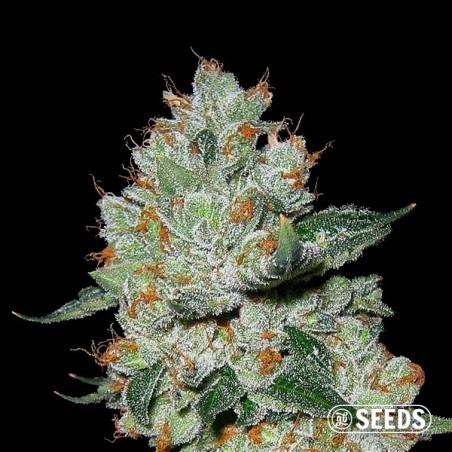 OG Kush 100% feminizado
