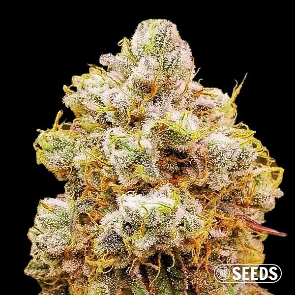 View Laranja Bud 100% feminizado