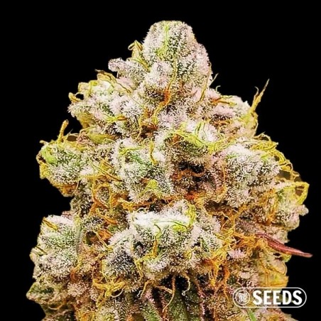 Laranja Bud 100% feminizado