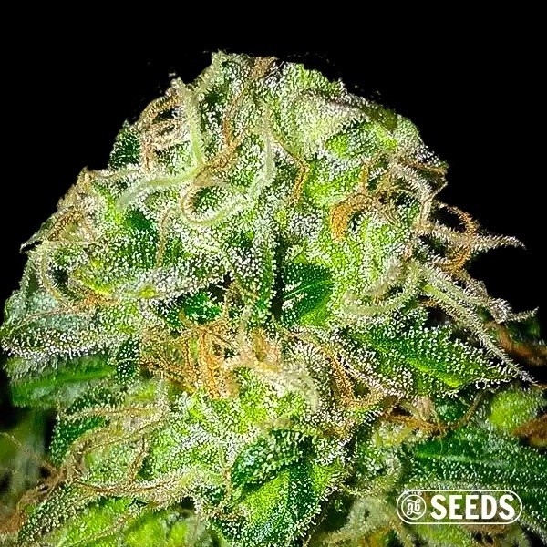 View Jack Herer 100% feminizado