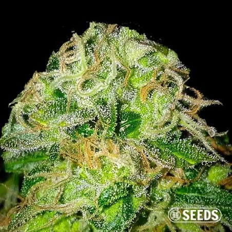 Jack Herer 100% feminizado