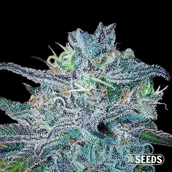 View BlueBerry 100% feminizada