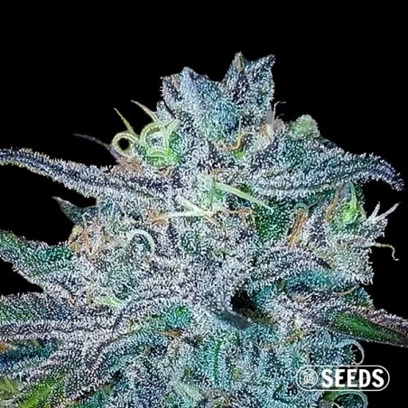 Blueberry 100% feminizado
