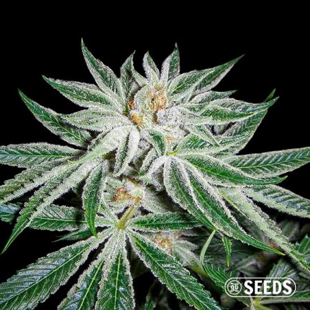 White Widow 100% feminizado