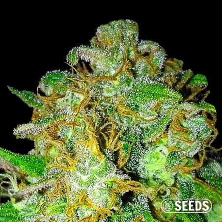 Super Skunk 100% feminizado