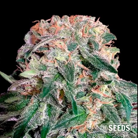 Comprar Sementes Auto Banana XL CBD - GB The Green Brand