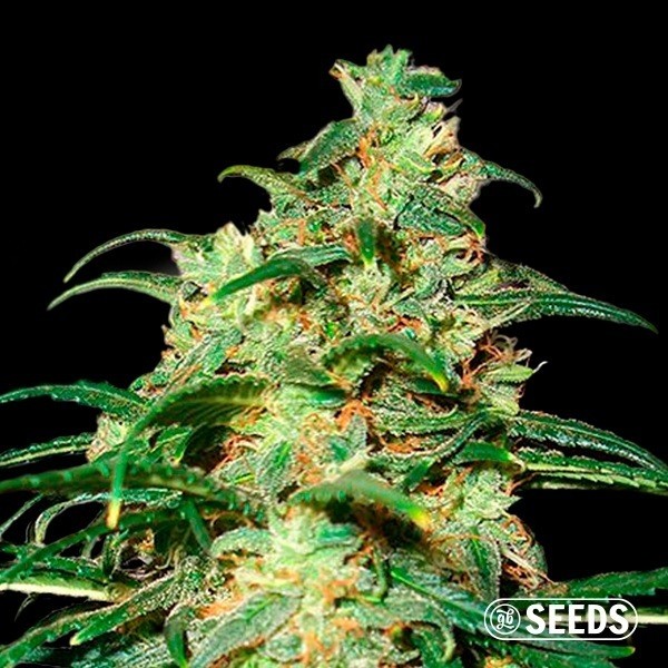 View Auto Skunk XXL 100% feminizado