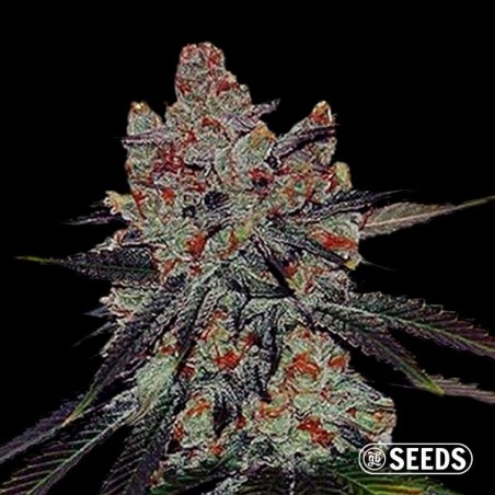 Auto Sherbert XXL 100% feminizado