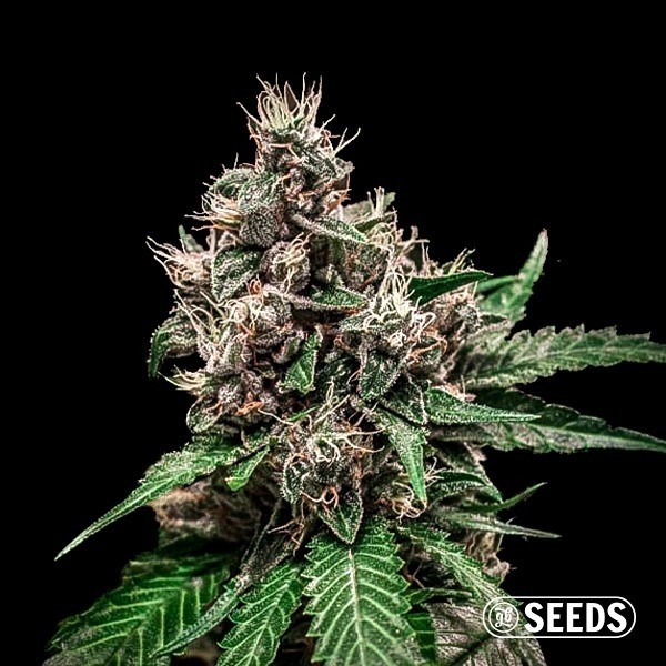 View Auto Bruce Banner 100% feminizado