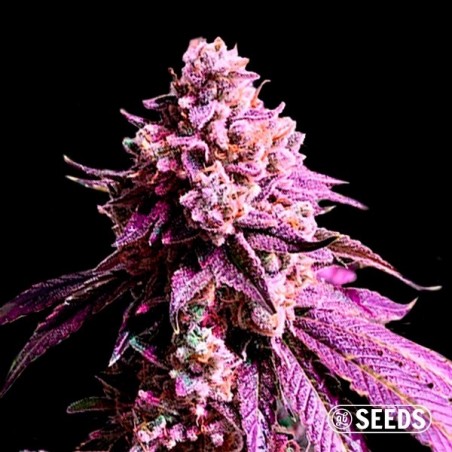 Auto Purple Sunset XXL 100% feminizado