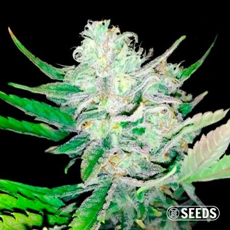 Auto Girl Scout Cookies 100% feminizado