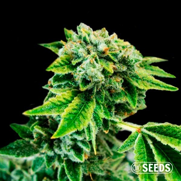 View Auto Gorilla XXL