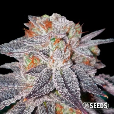 Auto OG Kush 100% feminizado