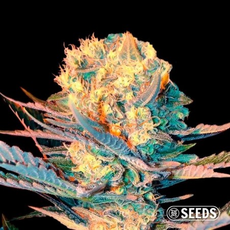Auto Widow XXL 100% feminizado