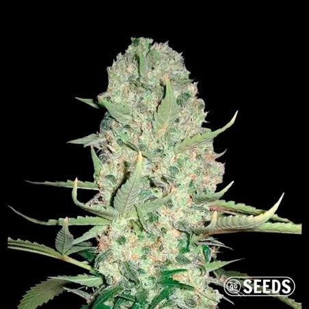 Auto Super Skunk 100% feminizado