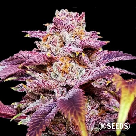 Auto Somango XXL 100% feminizado