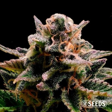 Auto Jack Herer 100% feminizado