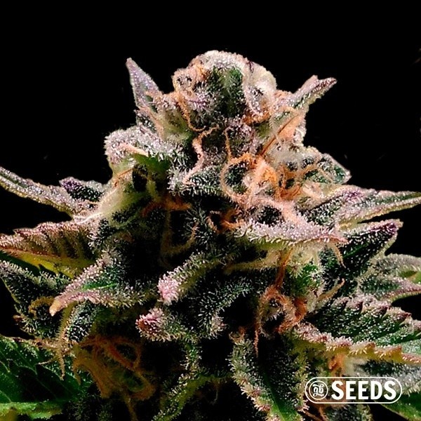 Auto Jack Herer 100% feminizado