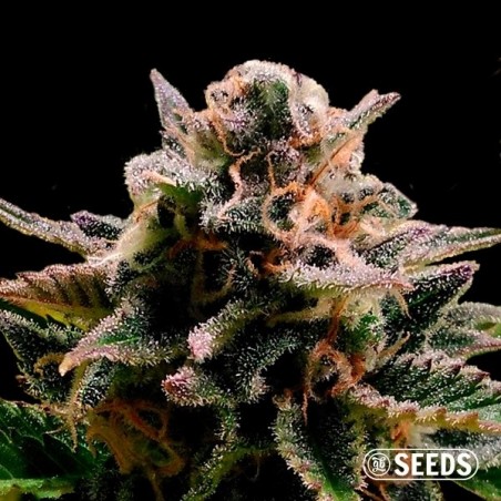 Auto Jack Herer 100% feminizado