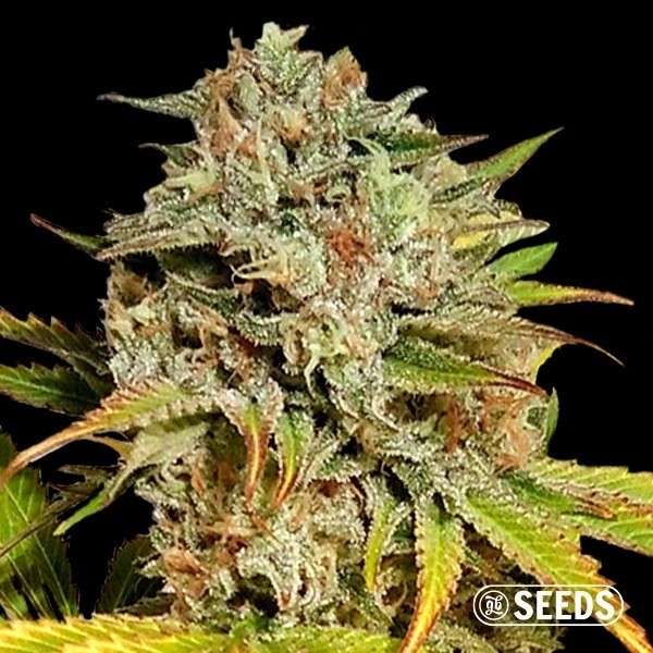 View Auto Critical GB XXL 100% feminizado