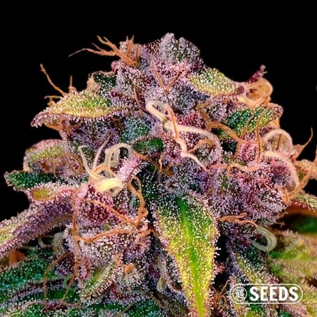 Auto Blueberry 100% feminizado