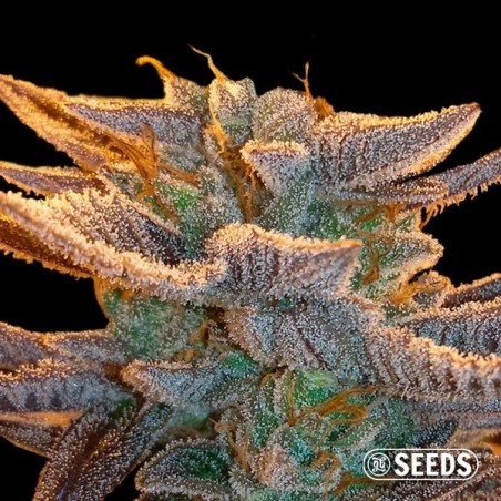 Auto Amnesia 100% feminizado