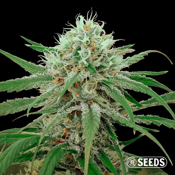 View Critical Fast CBD