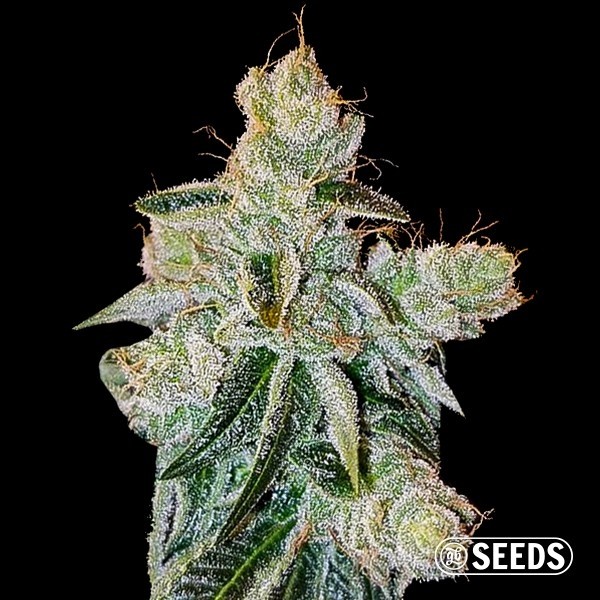 View Pluto Feminized Granel Variedad Kush - GB The Green Brand