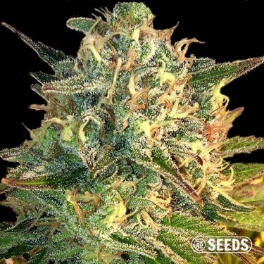 Auto Moby Dick XXL 100% feminizado