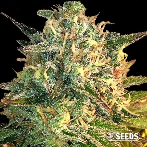 Auto Moby Dick XXL 100% feminizado