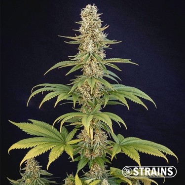 Comprar Bazookiez Limited Edition GB Strains - GB