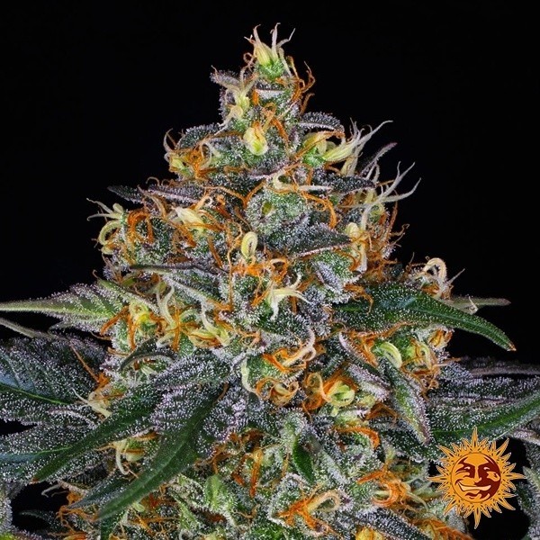 Moby Dick Auto