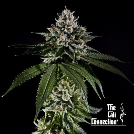 Fire OG