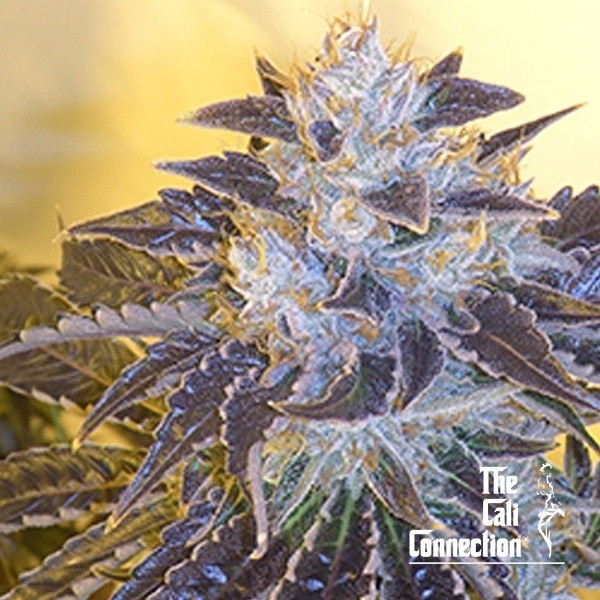 View Larry OG Kush