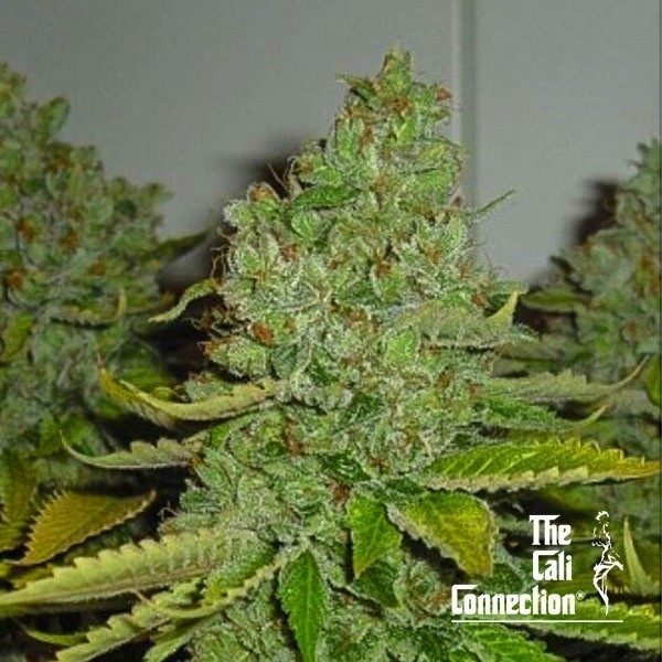 View SFV OG Kush