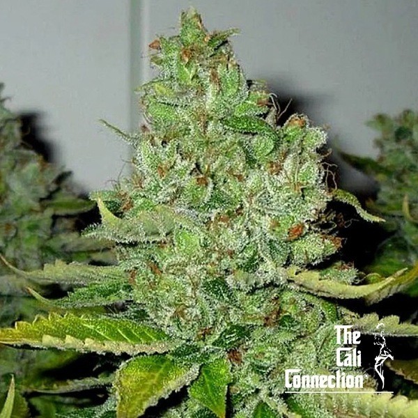 View SFV OG Kush Regular