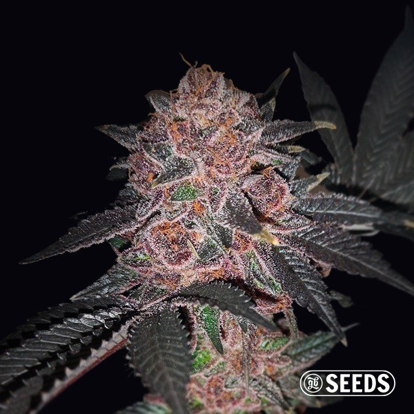 View Auto Purple Wookie CBD Seeds - GB A marca verde