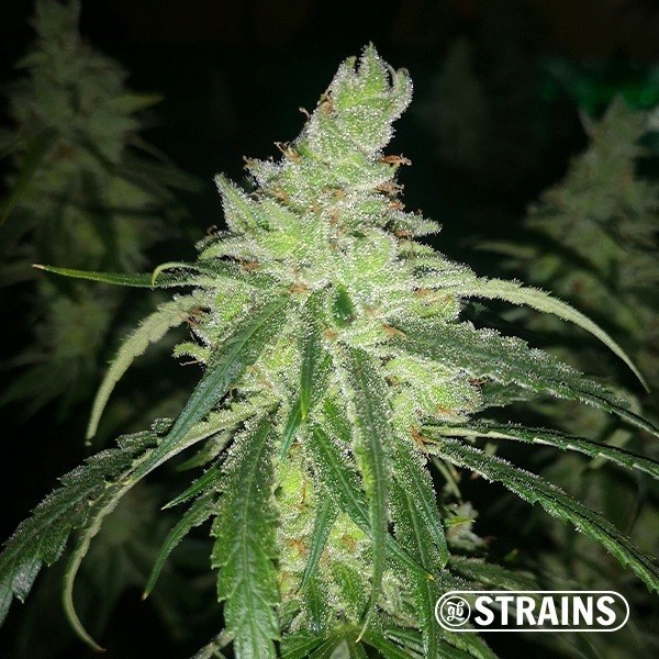 View GB Therapy CBD