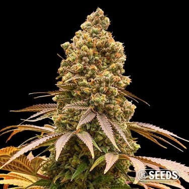 Comprar Sementes Auto Critical XXL CBD - GB The Green Brand