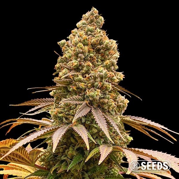 View Comprar Sementes Auto Critical XXL CBD - GB The Green Brand