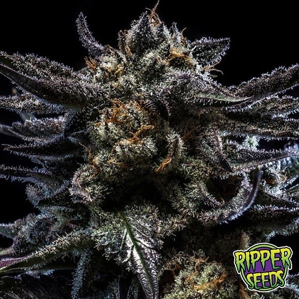 View Zombie Kush Auto