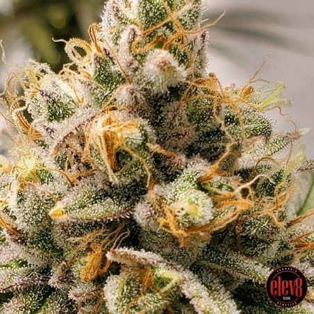 Frosty Melons Elev8 Sementes - GB A marca verde