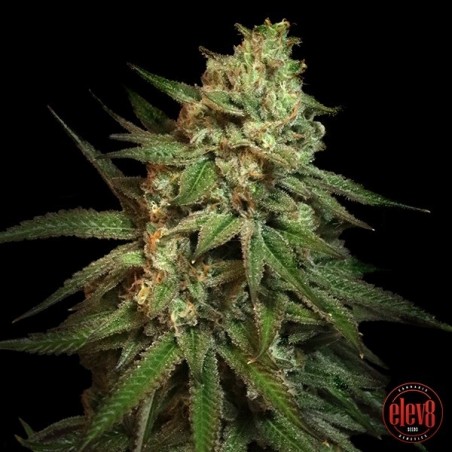 Sementes Snoop's Applefrizzle Elev8 - GB The Green Brand