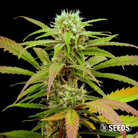 Crítico rápido CBG Bulk Sementes - GB A marca verde